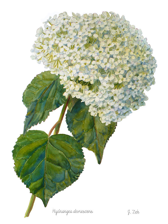 Hydrangea aborescens Painting by Janet Zeh