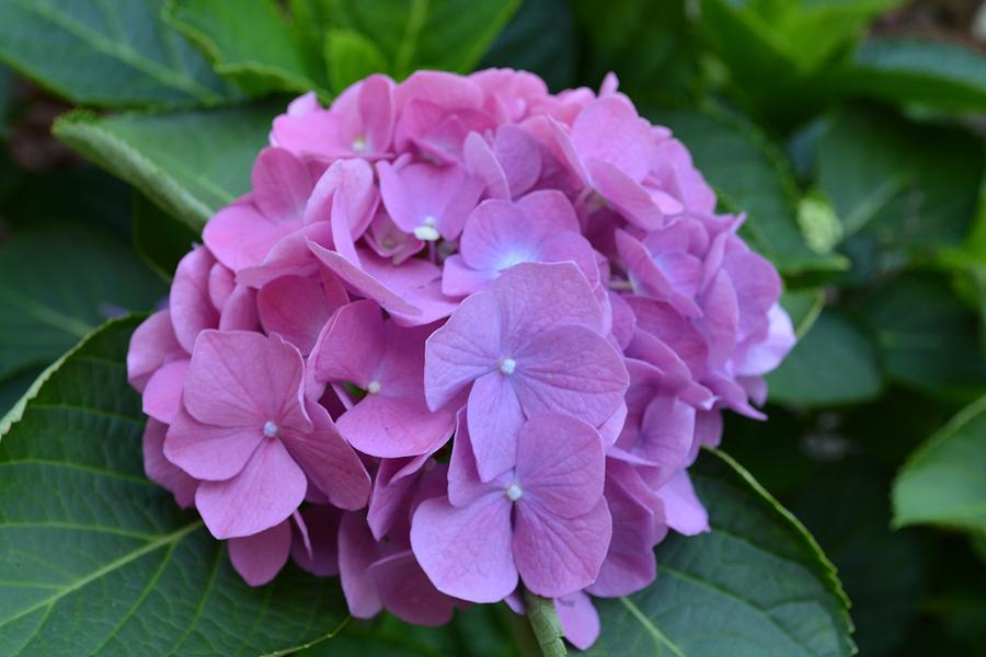 Hydrangea Photograph by Joseph Archuleta - Fine Art America