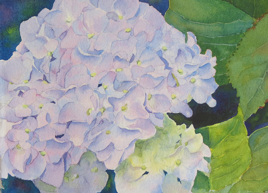 Hydrangea Painting by Judy Mercer