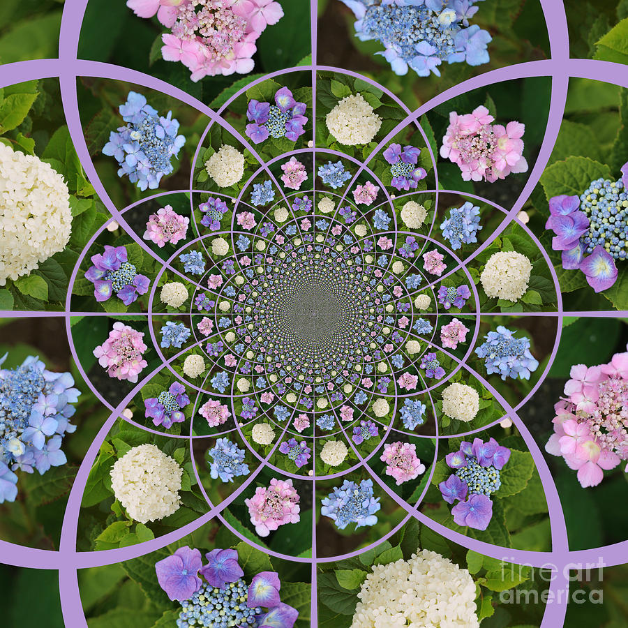 Hydrangea Kaleidoscope Photograph by Carol Groenen