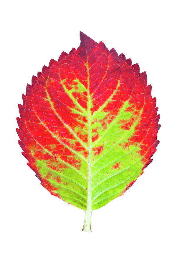 Hydrangea Leaf Photograph by Rob Atkins