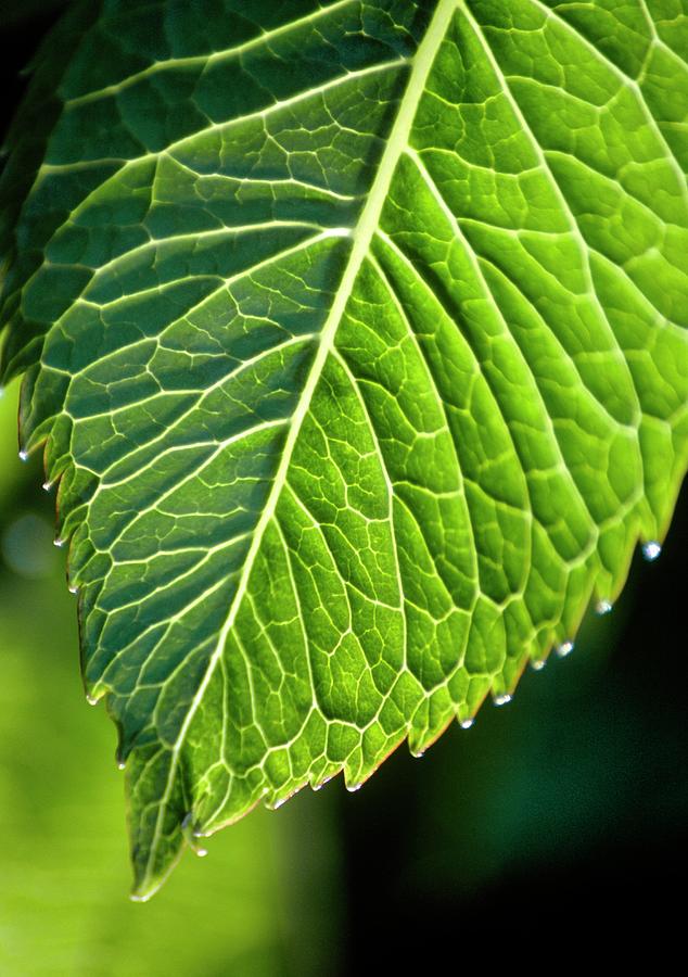 Hydrangea Macrophylla. Photograph by Chris Dawe/science Photo Library ...