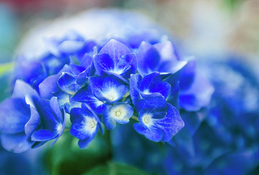 Hydrangea Macrophylla Photograph by Rachel Warne/science Photo Library ...