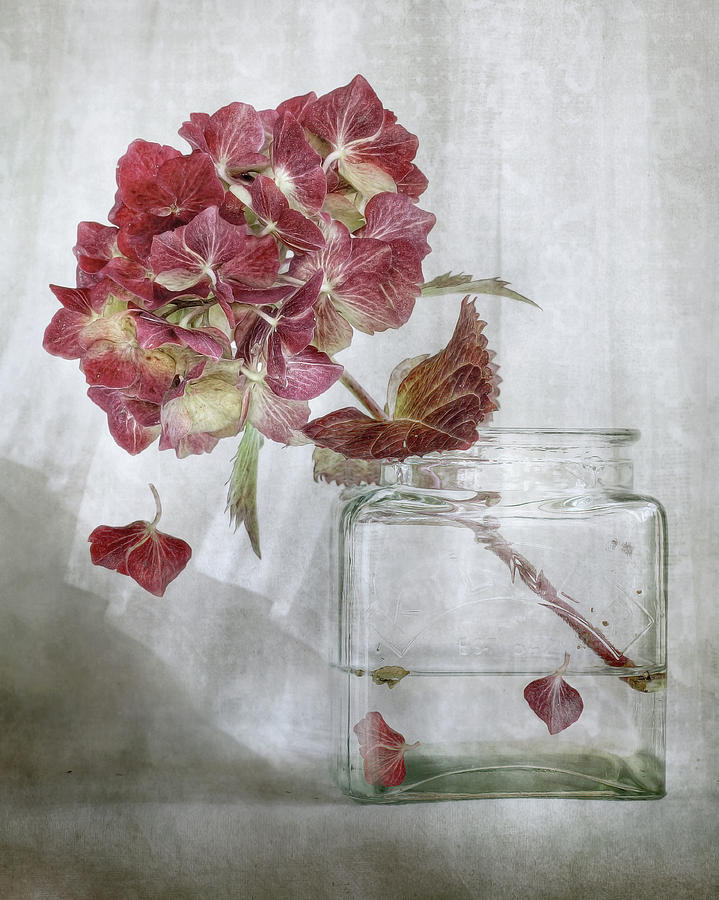 Hydrangea Photograph by Mandy Disher