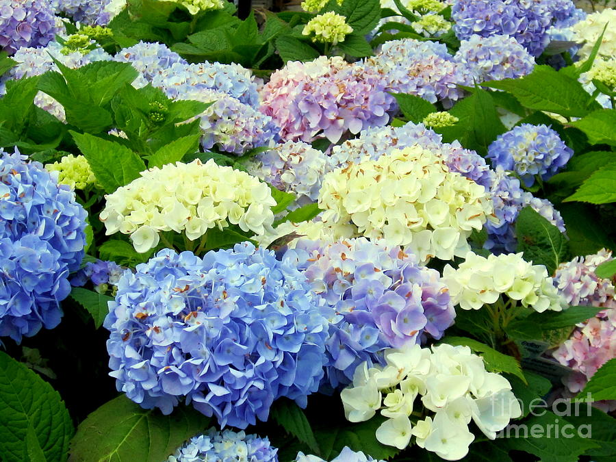 Flower Photograph - Hydrangea Mix by Margaret Newcomb