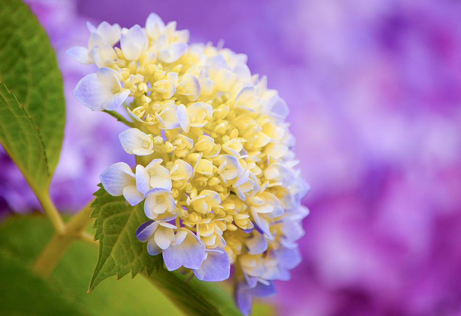 Flowers Still Life Photograph - Hydrangea on Purple by Parker Cunningham