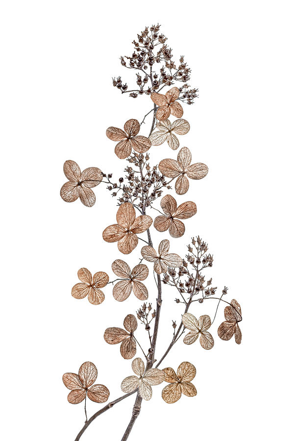 Flower Photograph - Hydrangea Paniculata by Mandy Disher