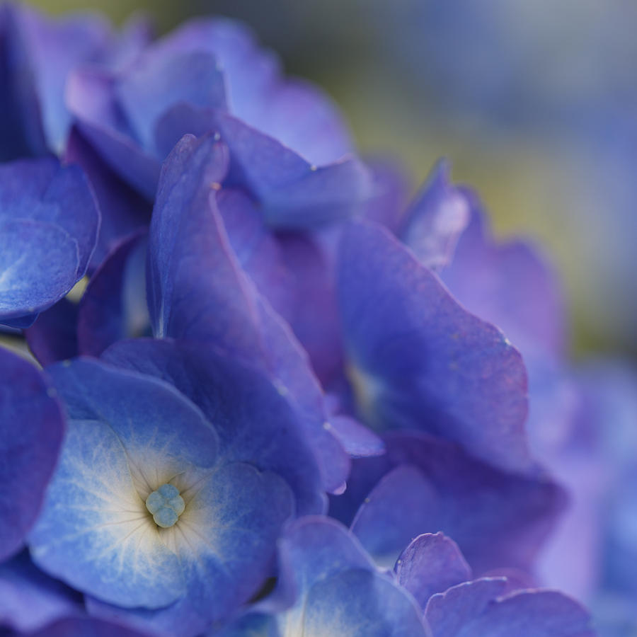 Nature Photograph - Hydrangea Point of View by Angie Vogel