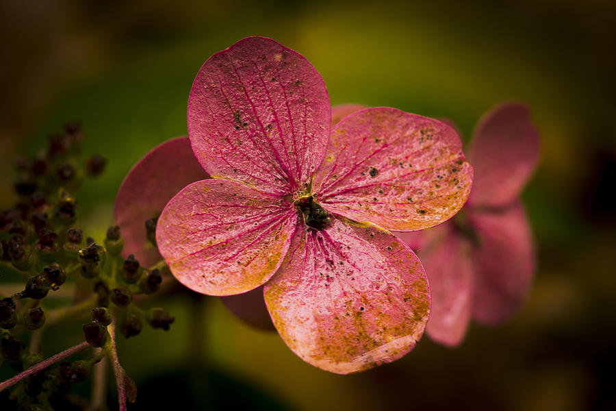 Hydrangea Photograph by Ron Roberts