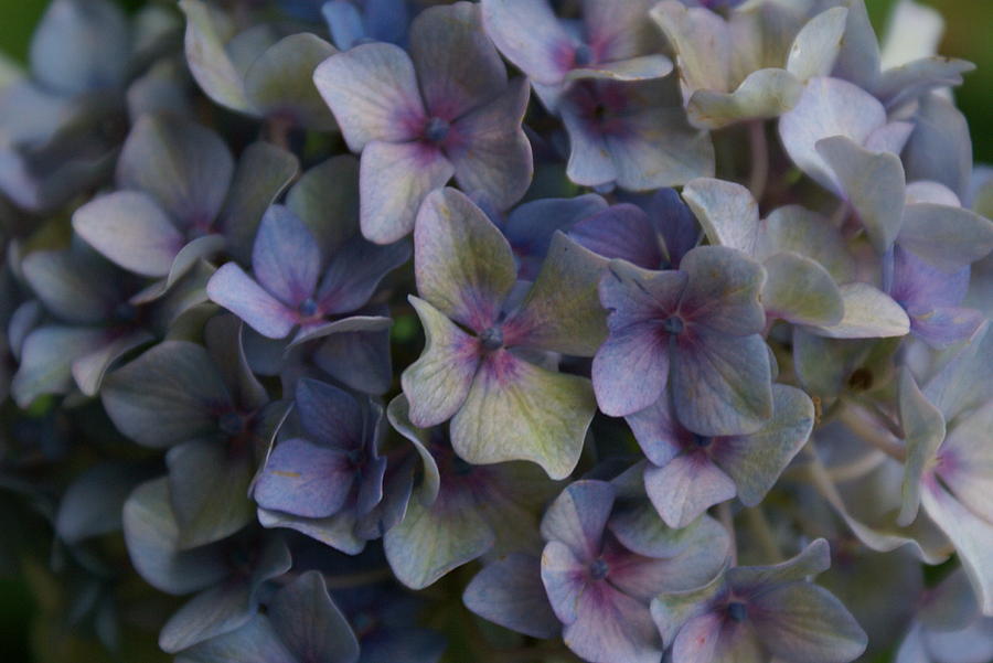 Hydrangea Photograph - Hydrangea Shades of Lavender I by Jacqueline Russell