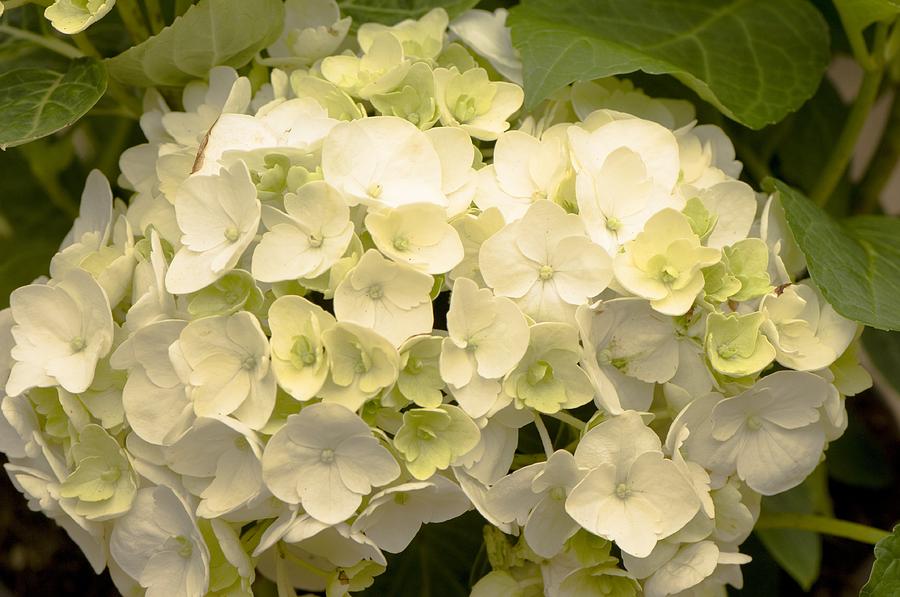 White Photograph - Hydrangea snowball by Science Photo Library White Photograph - Hydrangea snowball by Science Photo Library
