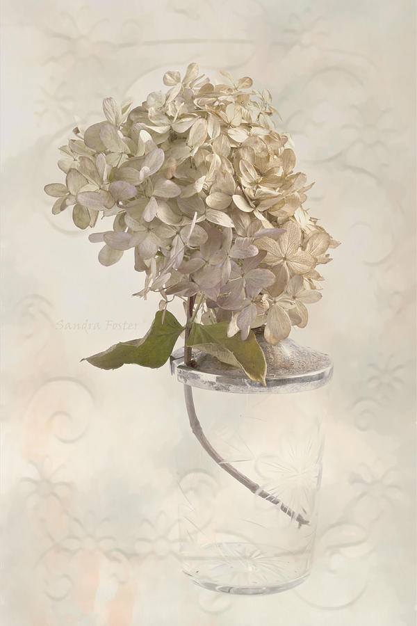 Fall Photograph - Hydrangea Softness by Sandra Foster
