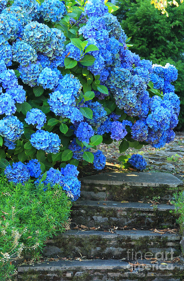 Hydrangea Steps 2 Photograph by Jeanette French