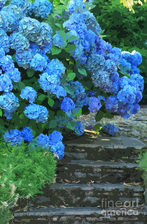 Hydrangea Steps 2 #1 Photograph by Jeanette French
