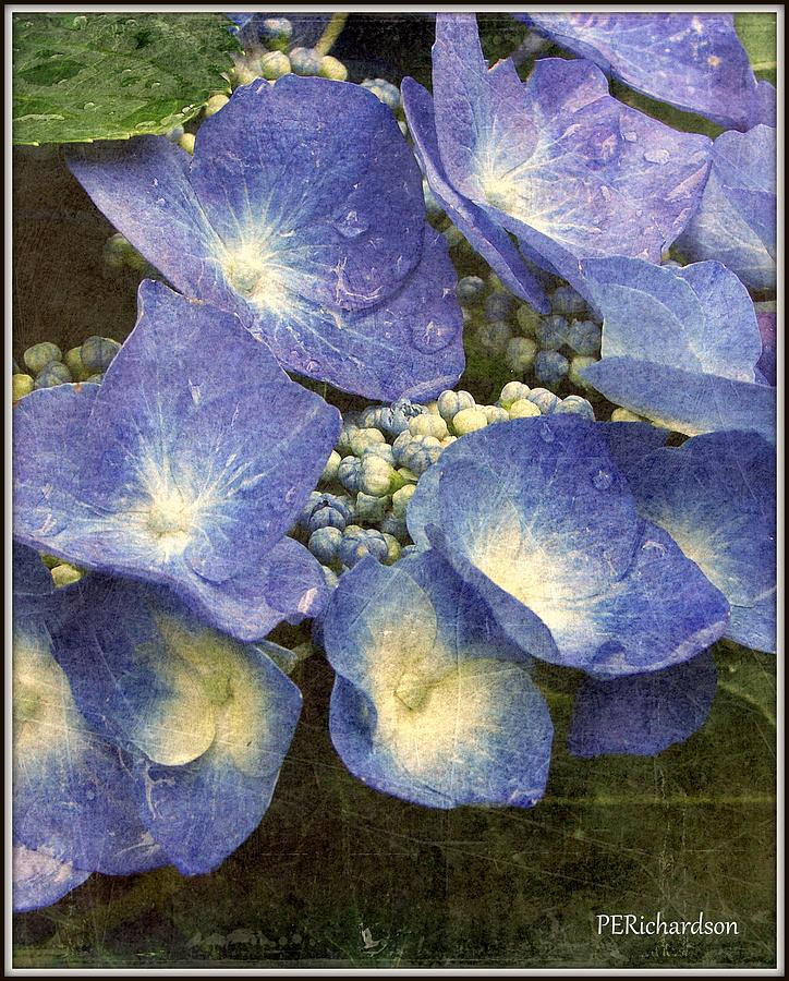 Flower Photograph - Hydrangea Texture by Priscilla Richardson