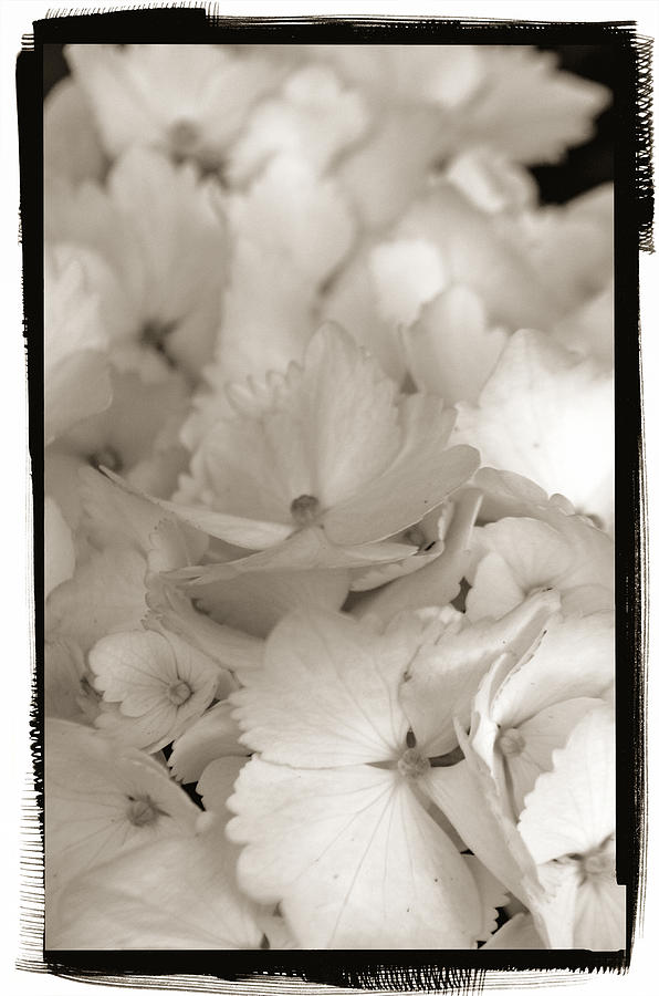 Hydrangea Toned Photograph by Craig Perry-Ollila