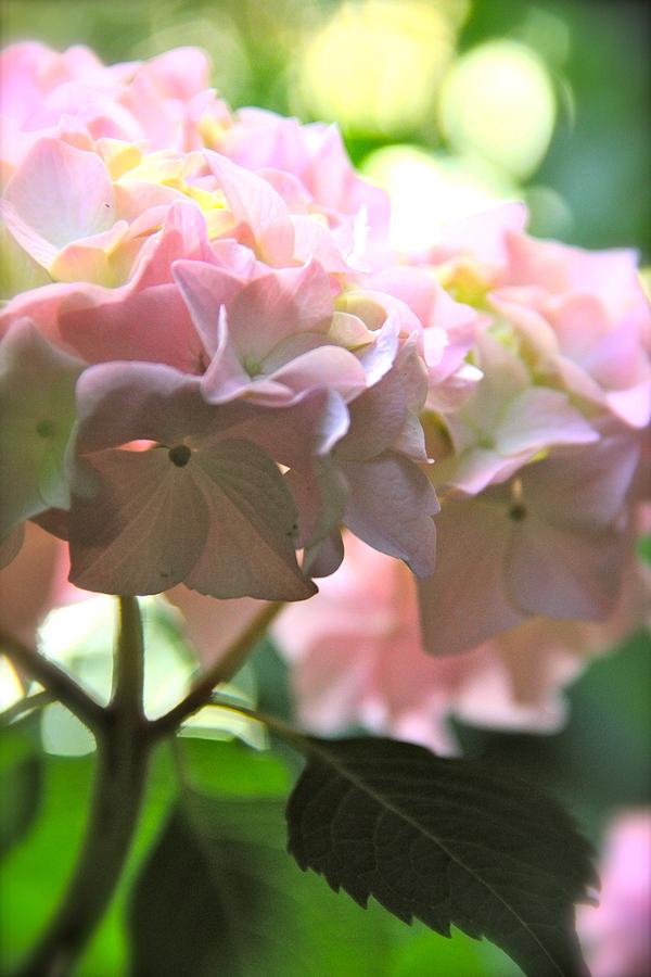 Hydrangea Photograph by Tracy Male