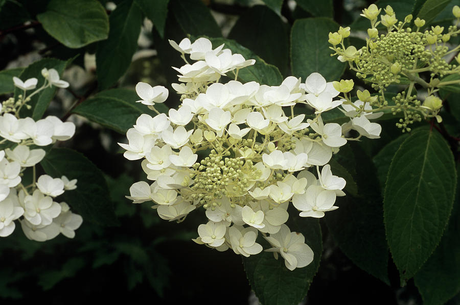 Hydrangea 'white Moth' Photograph by Adrian Thomas/science Photo ...