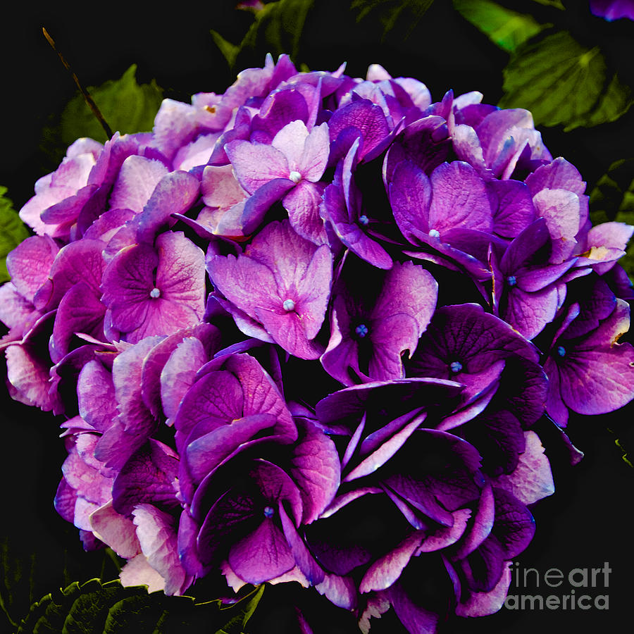 Hydrangea Photograph by William Norton | Fine Art America