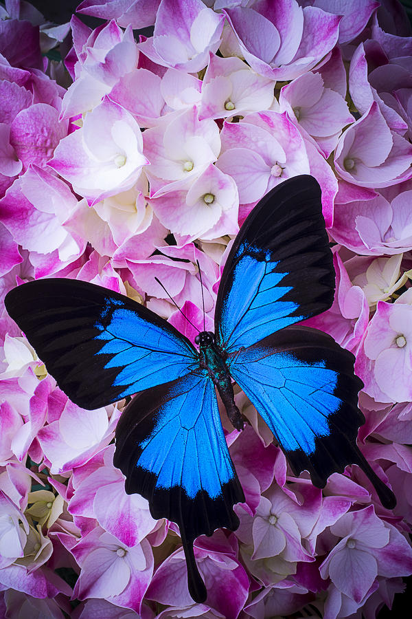 Hydrangea With Blue Butterfly Photograph by Garry Gay