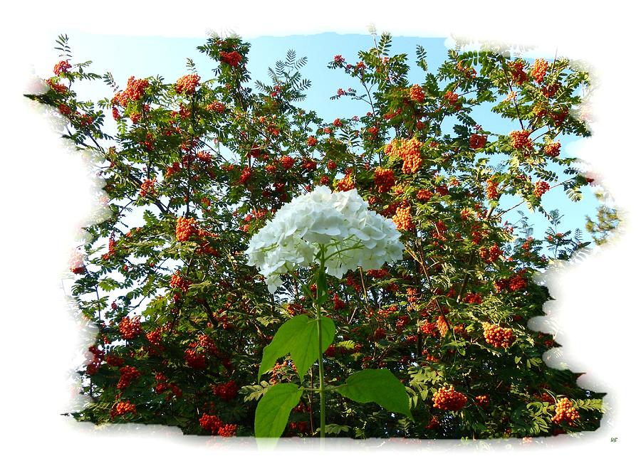 Hydrangea With Mountain Ash Photograph by Will Borden