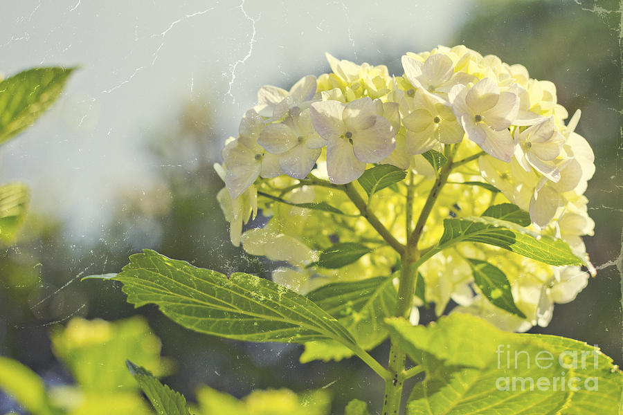 Hydrangea with Tattered Grey Vintage Texture Photograph by Beverly Claire Kaiya