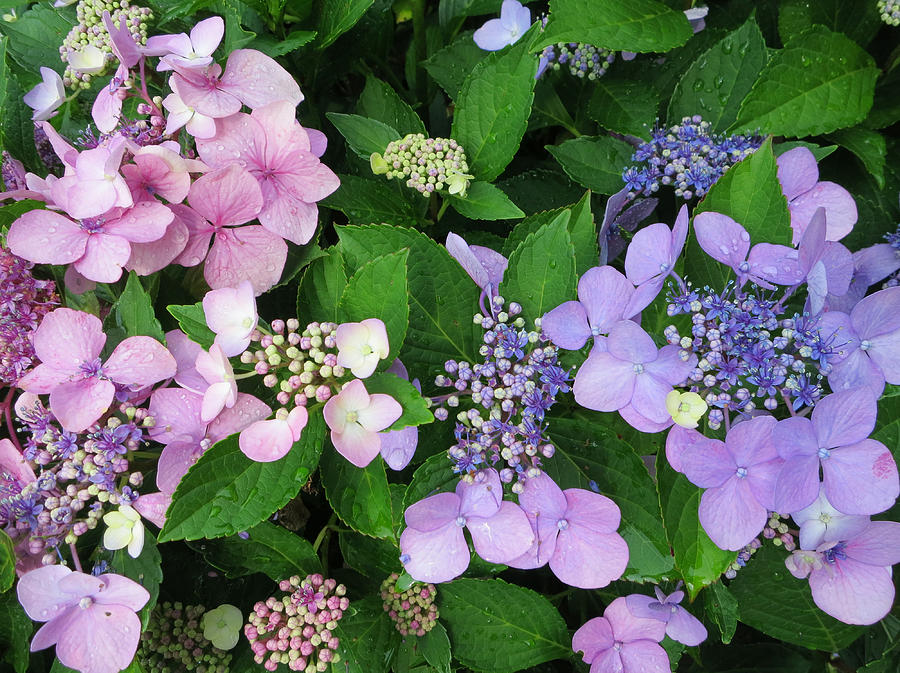 Hydrangeas - Blue and Pink Photograph by Patricia Januszkiewicz - Fine ...