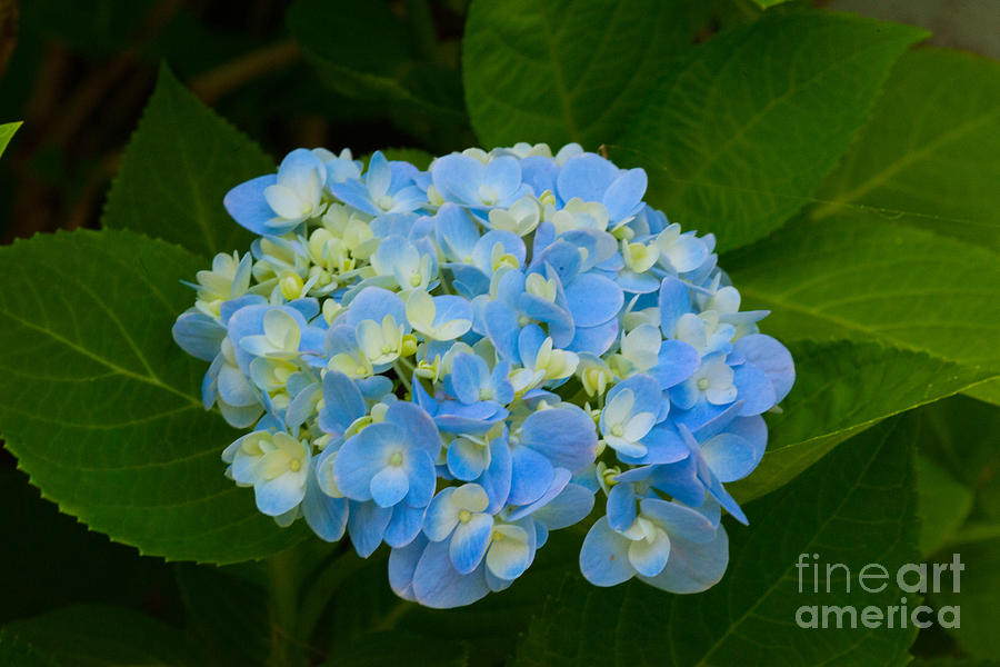 Hydrangea V Photograph by Dale Powell