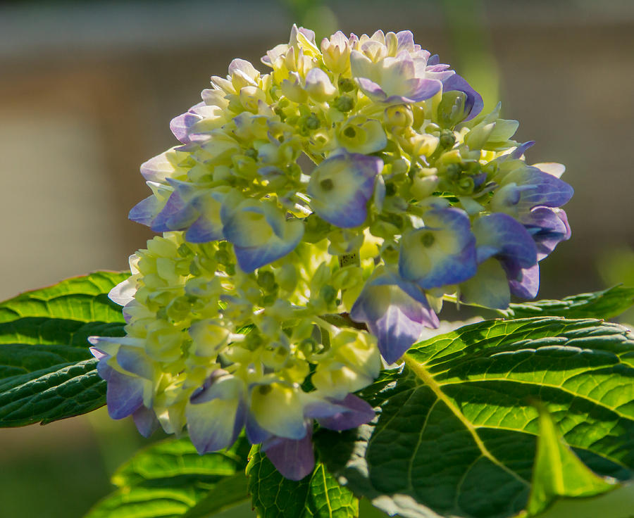 Hydrangeas First Blush Photograph by Photographic Arts And Design Studio