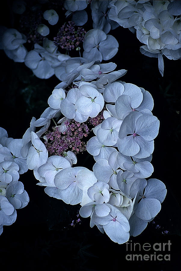 Hydrangeas I V Photograph by Sharon Elliott