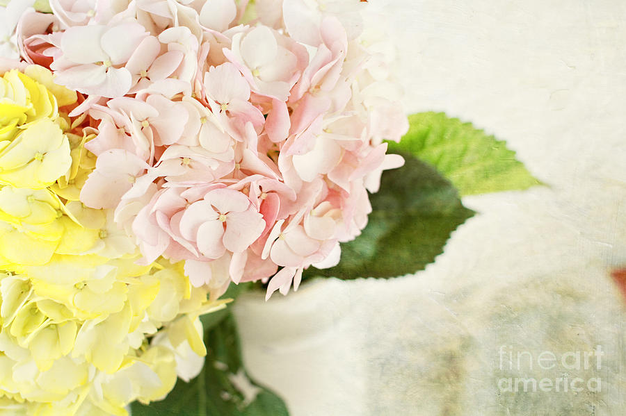 Flower Photograph - Hydrangeas in Pastel by Stephanie Frey