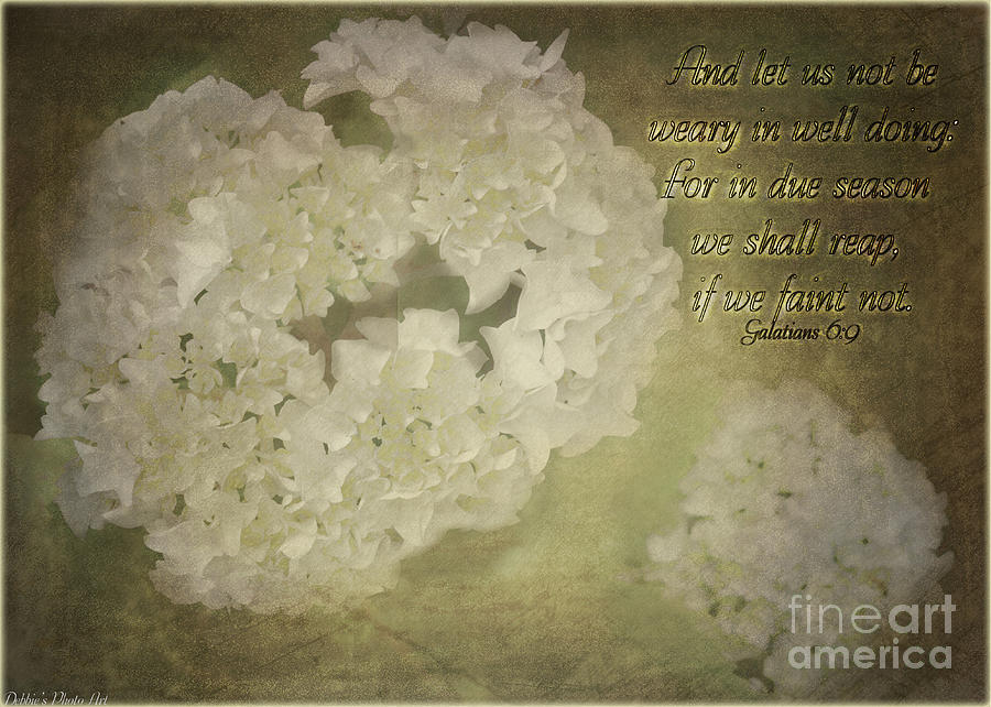 Flower Photograph - Hydrangeas in white with verse by Debbie Portwood