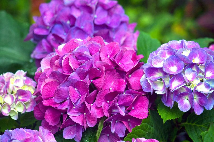Hydrangea Photograph - Hydrangeas on Marthas Vineyard by Veronica Vandenburg Hydrangea Photograph - Hydrangeas on Marthas Vineyard by Veronica Vandenburg