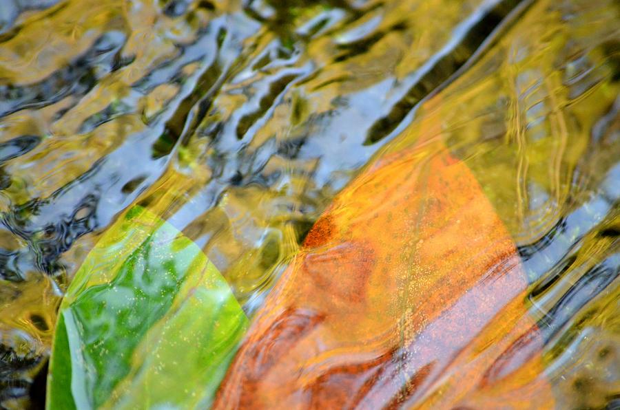 Nature Photograph - Hydrodynamic Duo by Laureen Murtha Menzl