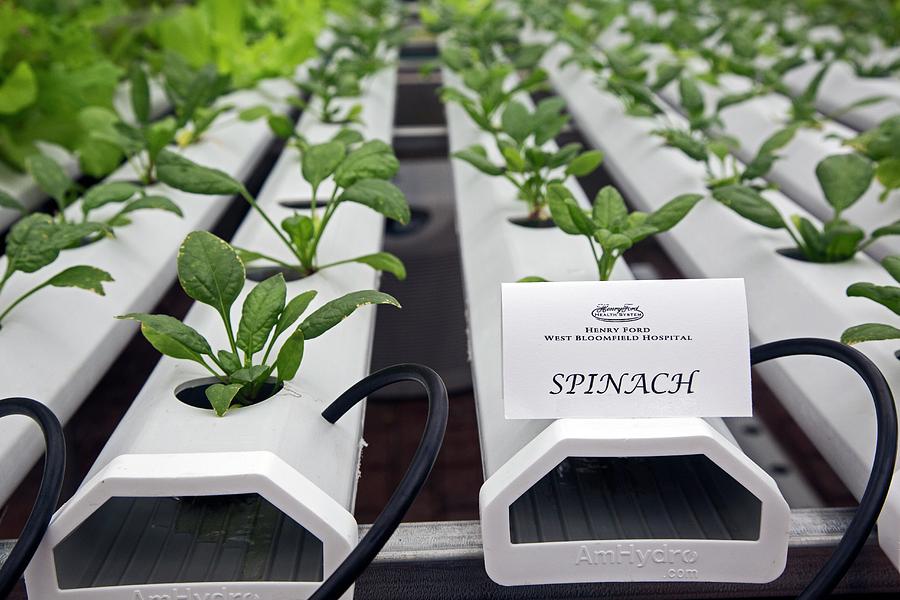 Hydroponic Spinach At A Hospital Farm Photograph by Jim West