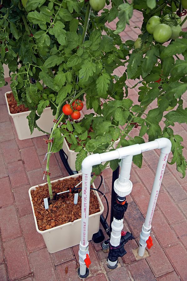 Spinach Photograph - Hydroponic Tomatoes At A Hospital Farm by Jim West