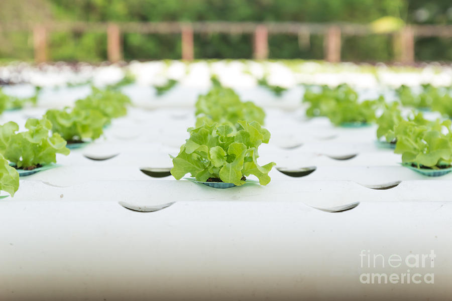 Hydroponic vegetable  Photograph by Tosporn Preede