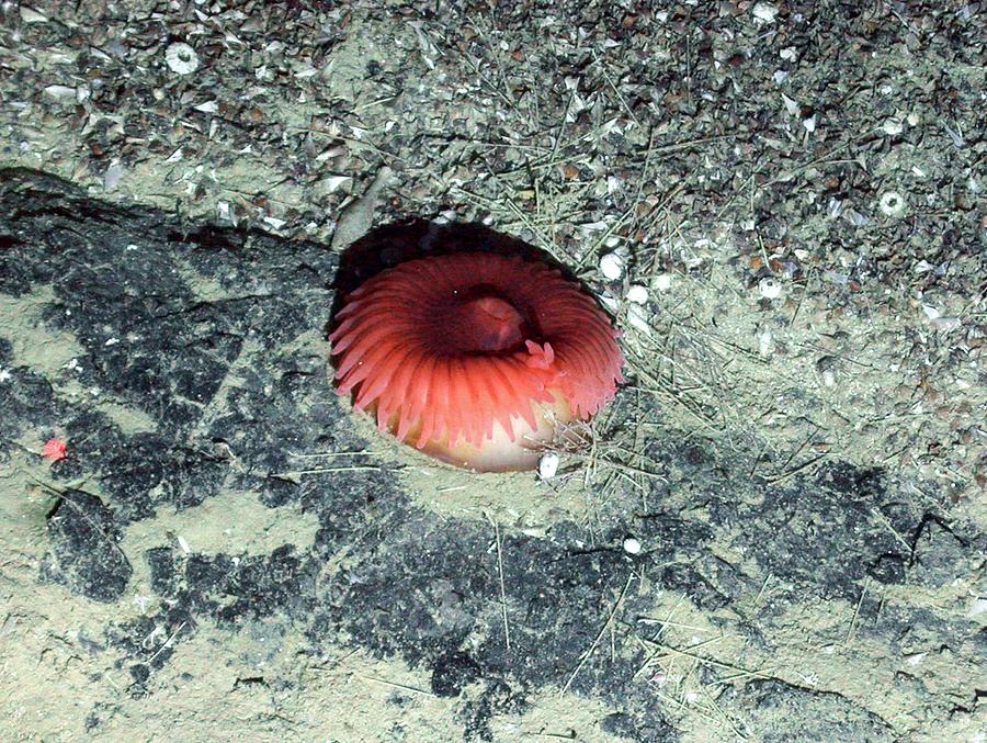 Hydrothermal Anemone Photograph By B. Murton/southampton Oceanography ...