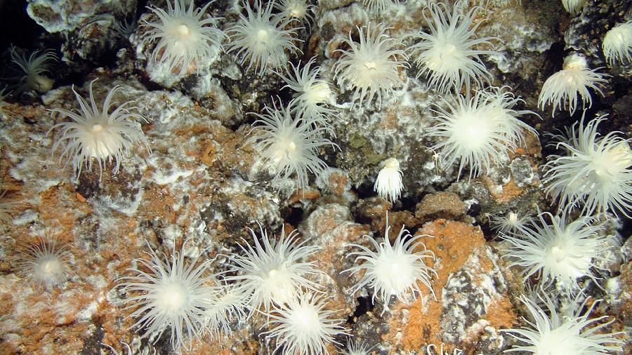 Nature Photograph - Hydrothermal Anemones by B. Murton/southampton Oceanography Centre/ Science Photo Library