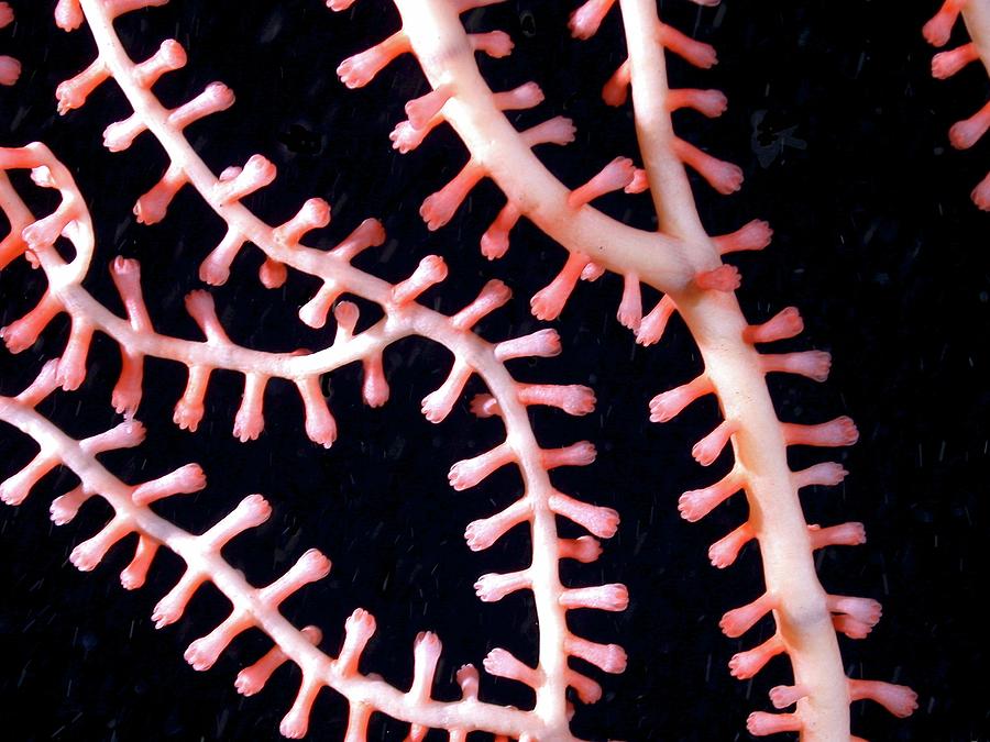 Hydrothermal Coral Photograph By B. Murton/southampton Oceanography ...