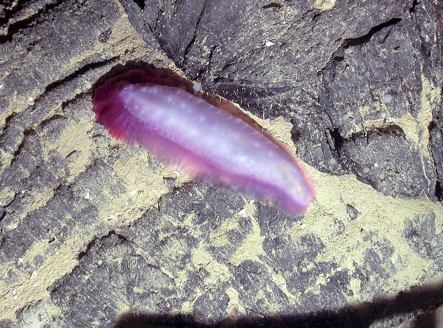 Nature Photograph - Hydrothermal Sea Slug by B. Murton/southampton Oceanography Centre/ Science Photo Library