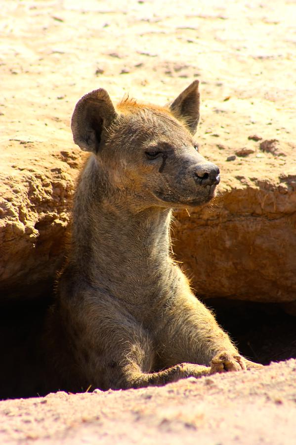 Hyena in Den Photograph by Amanda Stadther