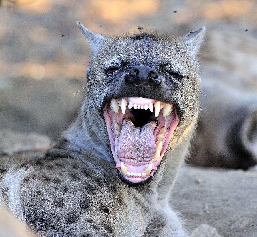 Hyena mother showing her teeth. Photograph by Wild Africa Nature Hyena mother showing her teeth. Photograph by Wild Africa Nature
