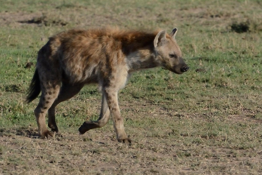 Hyena on the Move Photograph by Tom Wurl