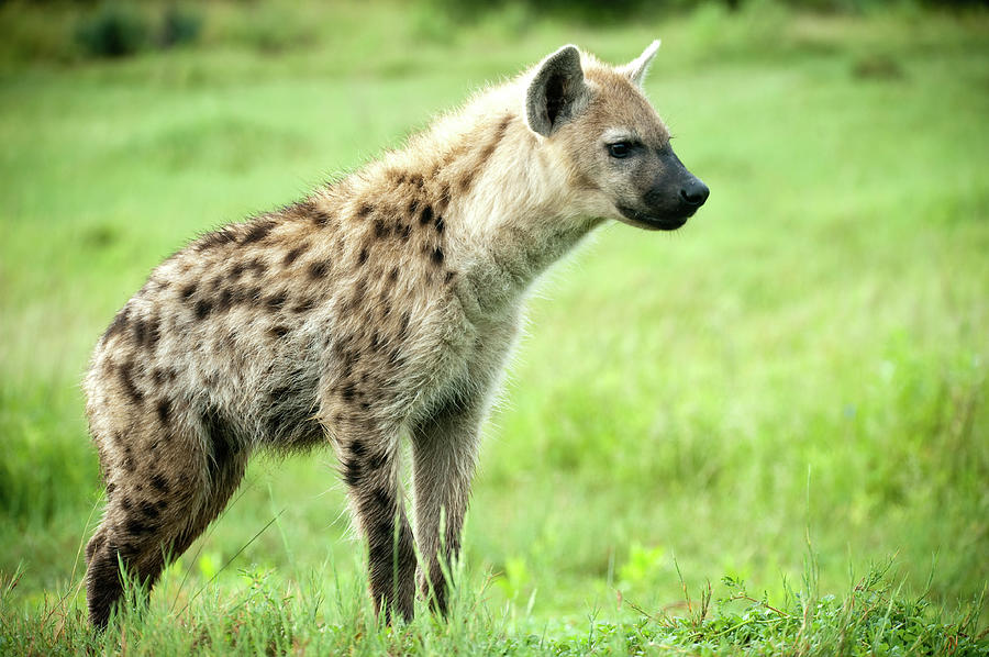 Hyena Photograph by Stevenallan