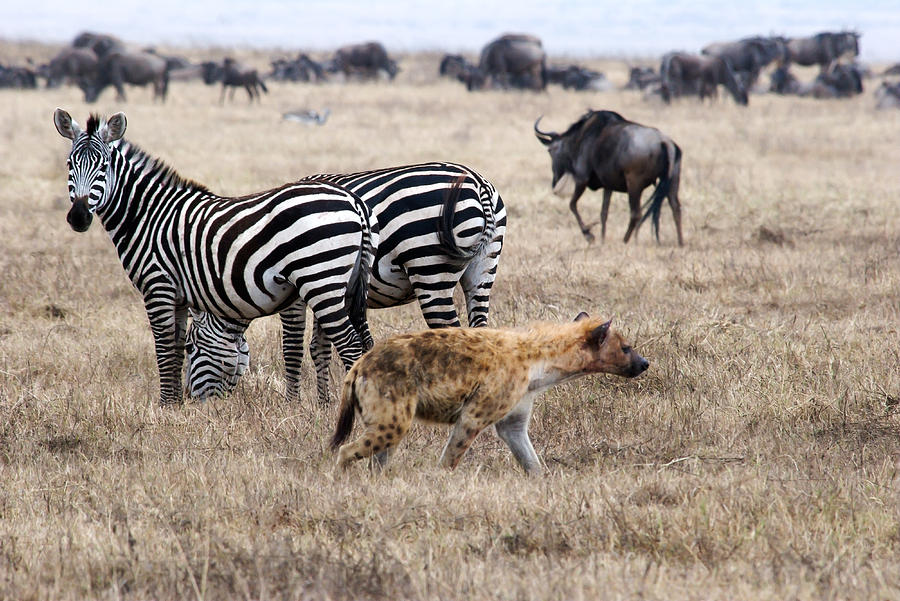 The poor zebra could not escape the circle of life and death and the ...