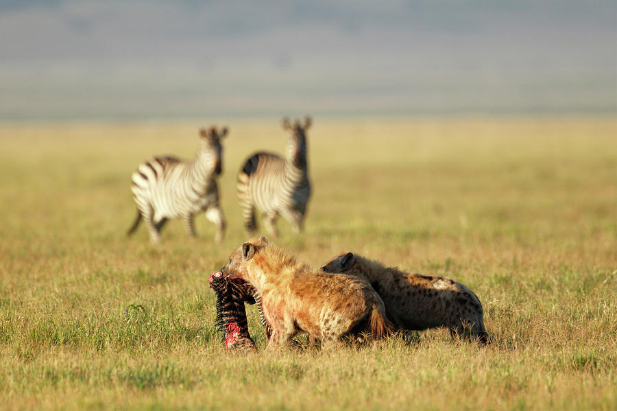 Hyenas Eating Zebra Foal, Ngorongoro Photograph by Paul E Tessier