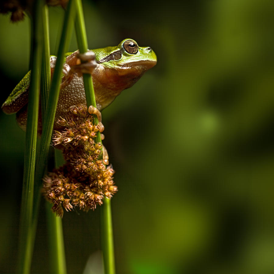 Hyla Arborea Photograph by Dirk Ercken - Pixels Merch