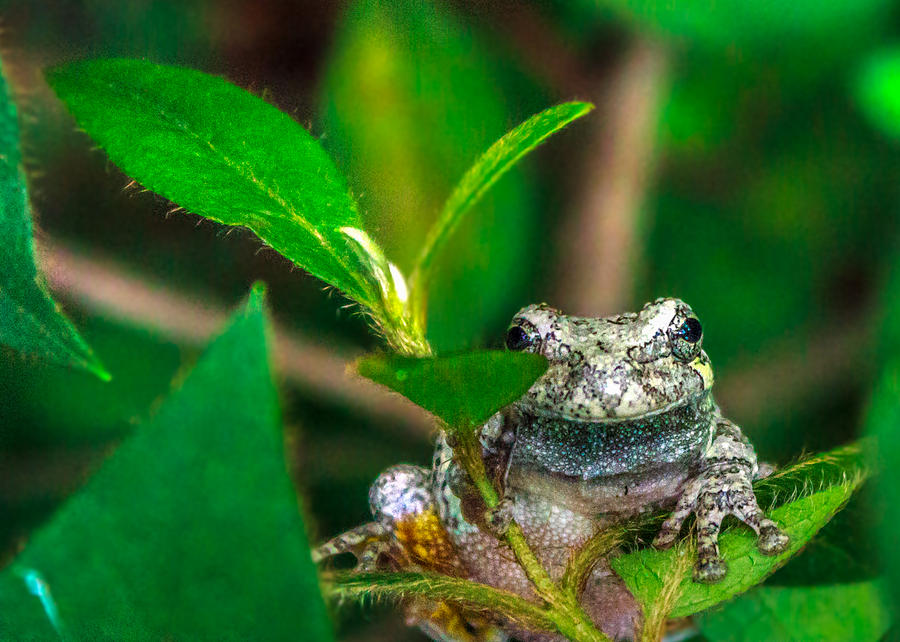 Hyla versicolor Photograph by Travelers Pics