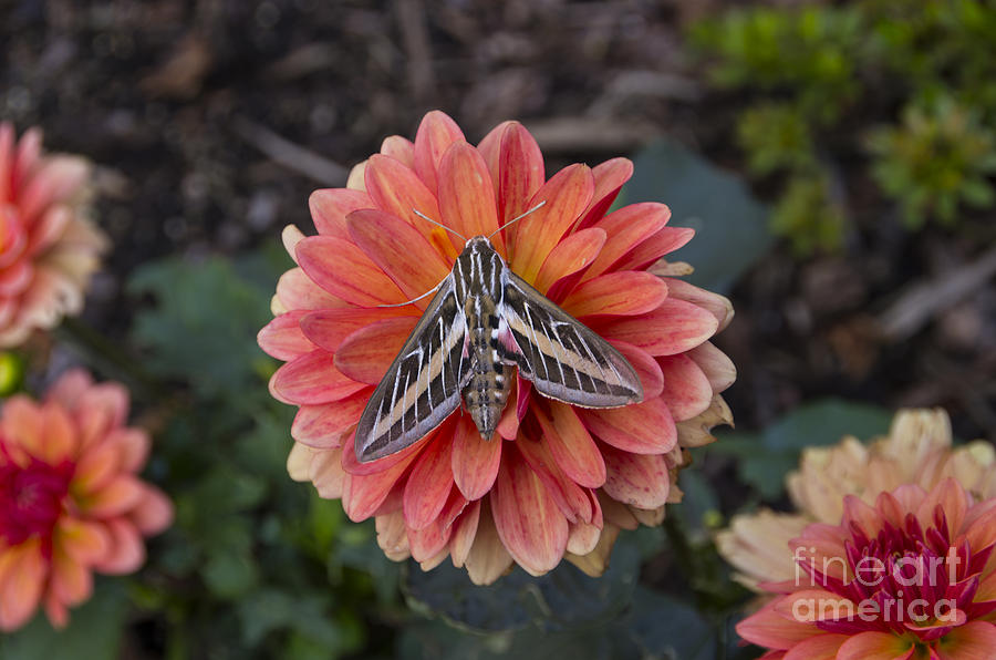 Hyles Lineata White Lined Sphinx Moth Photograph by Louise Magno